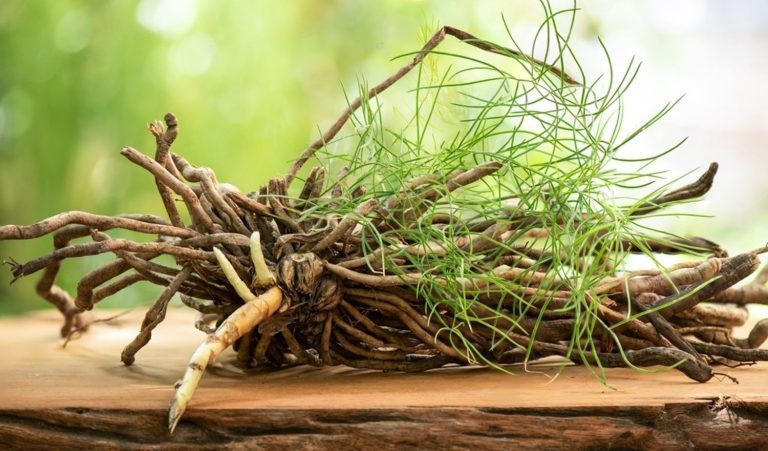 Shatavri Root